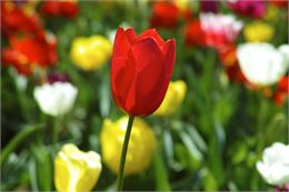 Fête de la Tulipe_Aime-la-Plagne - Image de freestockcenter sur Freepik