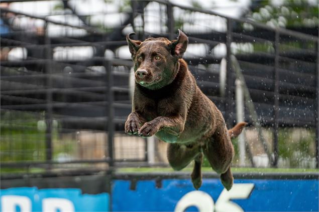 Chien qui saute - Pixabay - Jatocreate