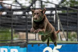 Chien qui saute - Pixabay - Jatocreate