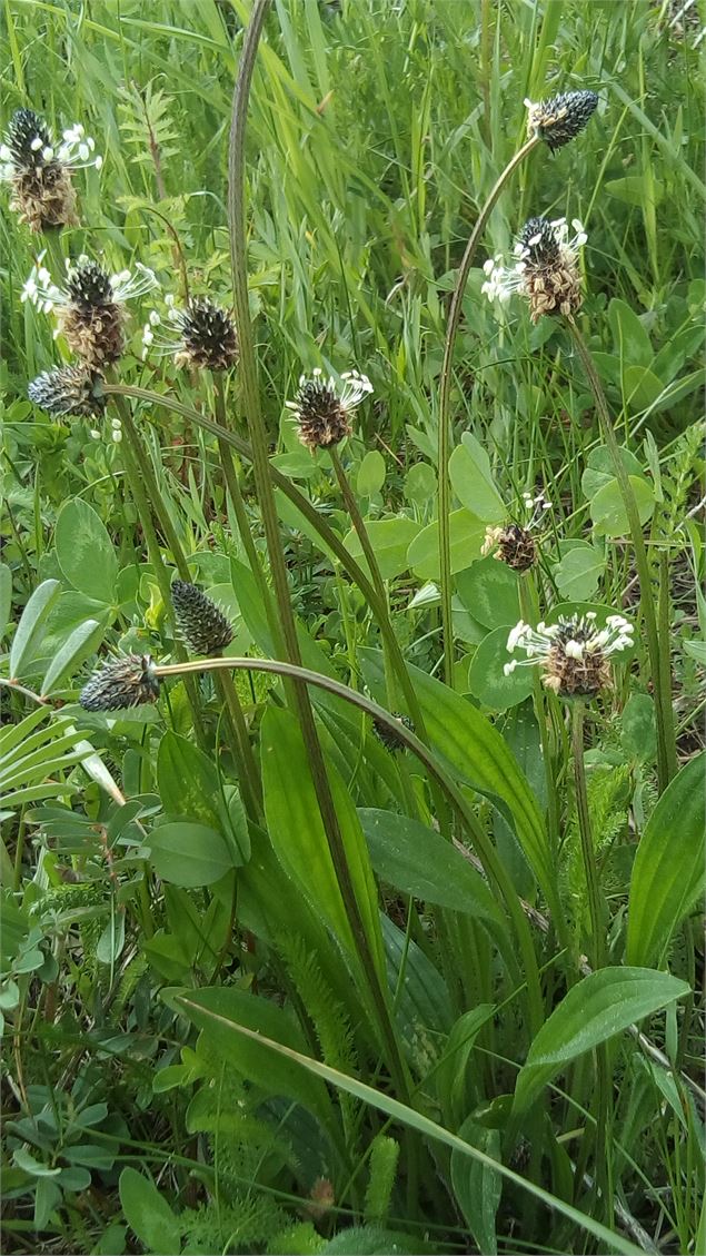 Plantain - Photo personnelle