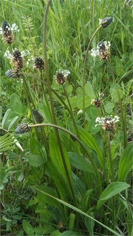 Plantain - Photo personnelle