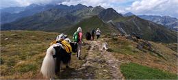 Randonnée sur les crêtes avec les Yaks_Thyon