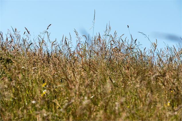 herbes et fleurs des champs avant les foins - Didier Gourbin / Chambéry métropole