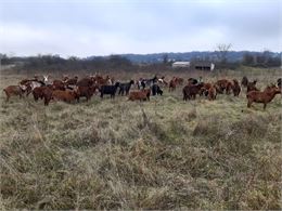 Chèvres sur le camp militaire de la Valbonne - CEN Rhône-Alpes