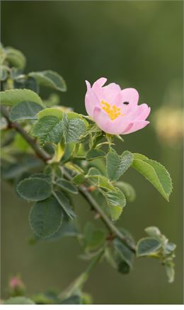 Balade commentée « Richesse des Lônes »_Balan - M Art Photographie