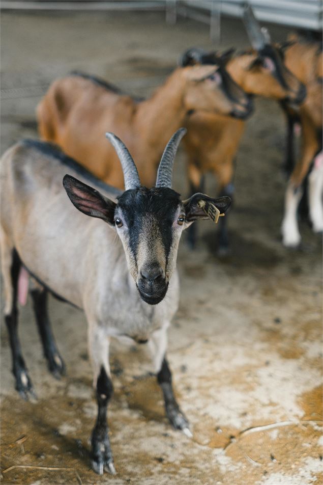 Biodiversité et pastoralisme_Balan - Anna Shvets / Pexels