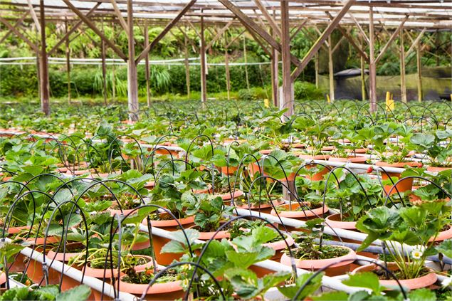 Vente de plançons_Champagne-en-Valromey - Pixabay