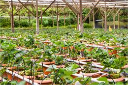 Vente de plançons_Champagne-en-Valromey - Pixabay