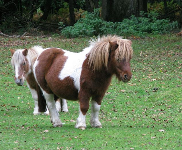 Concours d’élevage poney shetland_Chazey-sur-Ain - Unsplash