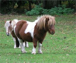 Concours d’élevage poney shetland_Chazey-sur-Ain - Unsplash