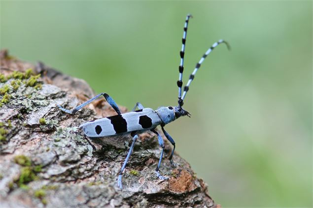 DANSE DES PETITES BETE Rosalia alpina - ® R_Magdinier_01