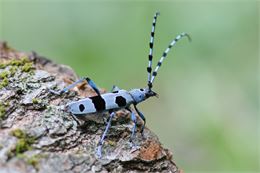 DANSE DES PETITES BETE Rosalia alpina - ® R_Magdinier_01