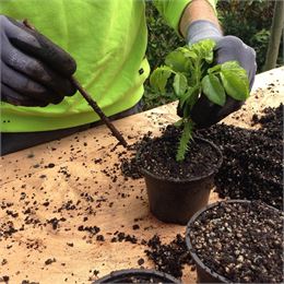 Atelier bouturage_Bassy