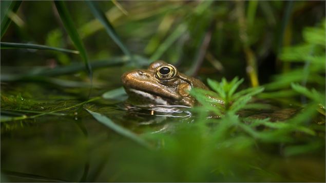 Journée Amphibiens_Rumilly
