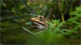 Journée Amphibiens_Rumilly