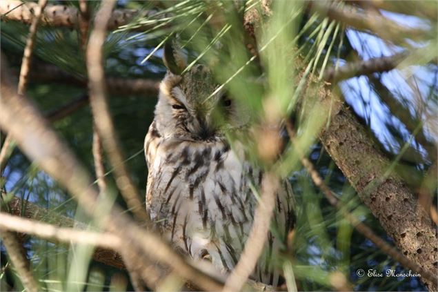 Hibou  - Elise Monschein