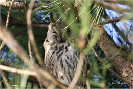 Hibou  - Elise Monschein