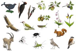Fête de la nature : exposition "Les richesses des espaces naturels des vallées de Thônes"_Thônes - C