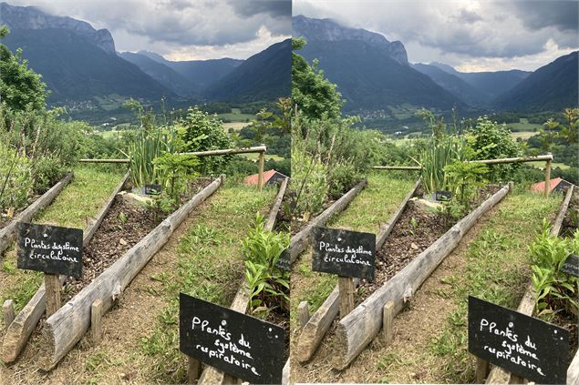 Fête de la nature : Incroyables comestibles : quelles plantes mettre dans mon assiette