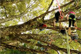Fête de la nature : Grimpe dans les arbres_Thônes - Escale Arbres