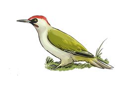 Fête de la nature : a"Oiseaux de notre quotidien : qui êtes-vous ?"_Les Villards-sur-Thônes - Pic Ve