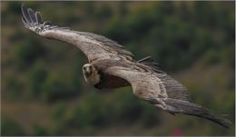 Exposition "« Regard-s »" Photographie animalière de Laurence Delley_Champéry - Laurence Delley