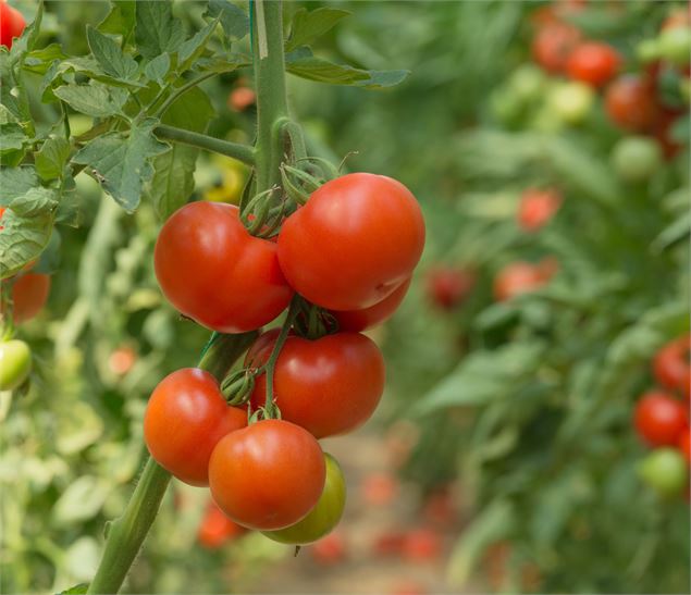 Foire aux Plantons_Cluses - Bymuratdeniz