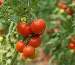 Foire aux Plantons_Cluses - Bymuratdeniz