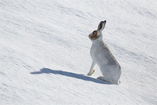 Maraudage en Réserve Naturelle : Sur la piste du sauvage - Guillaume Collombet