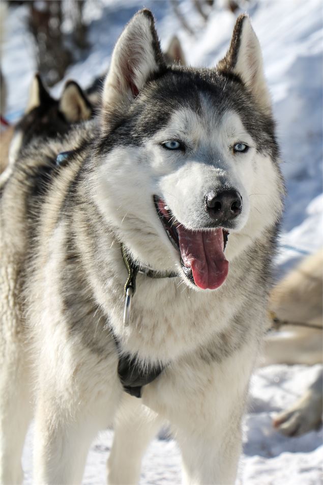 Chiens de traineau - OT Saint Sorlin d'Arves - V Bellot-Mauroz