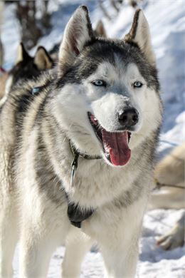 Chiens de traineau - OT Saint Sorlin d'Arves - V Bellot-Mauroz