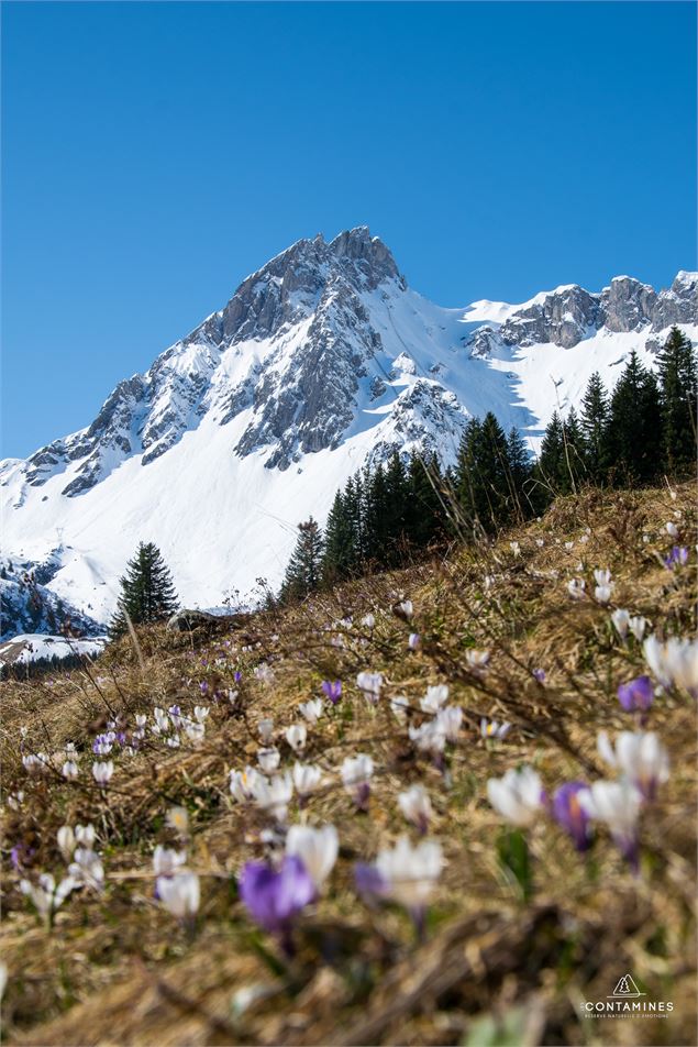Réveil printanier - Stand de la réserve naturelle au marché_Les Contamines-Montjoie