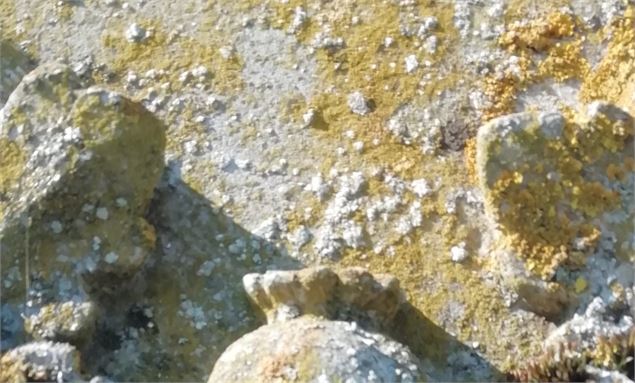 Le printemps des cimetières - visite du cimetière de Francheleins_Francheleins