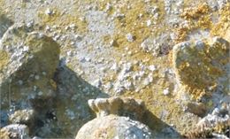 Le printemps des cimetières - visite du cimetière de Francheleins_Francheleins