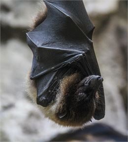 À l’écoute des chauves-souris_Montluel - Wirestock / Freepik