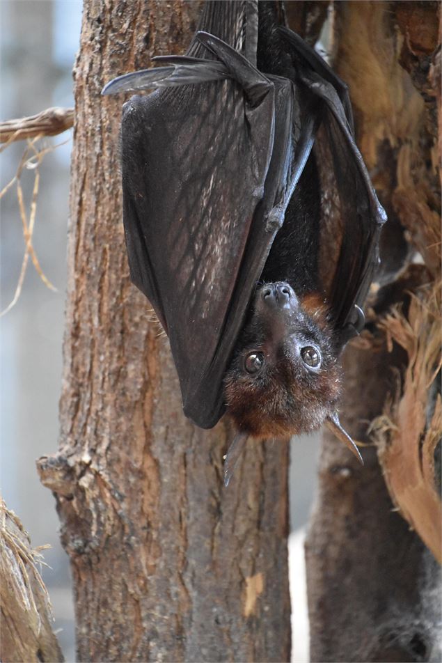 Exposition - Chauves-souris : Mystères et magie de la nuit_Montluel - ntrief / Pixabay