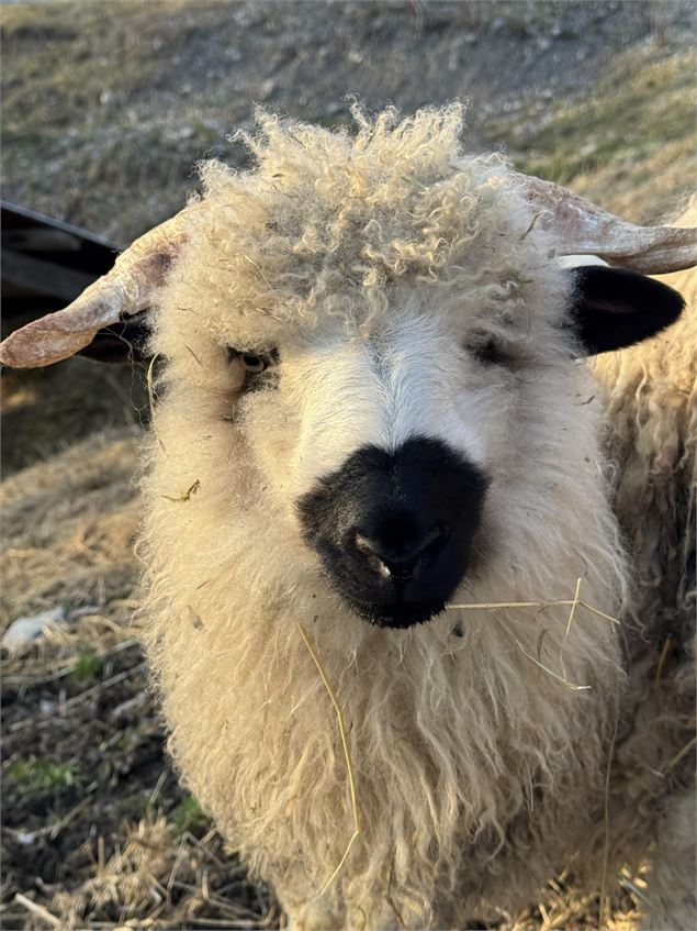 - Agence de voyage Poudre d'Escampette