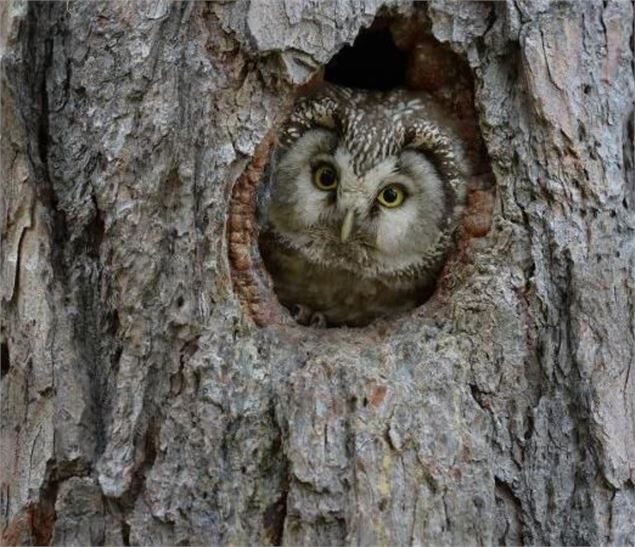 Balade nocturne - Chouette soirée dans les bois_Le Reposoir - R.Clerc