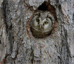 Balade nocturne - Chouette soirée dans les bois_Le Reposoir - R.Clerc