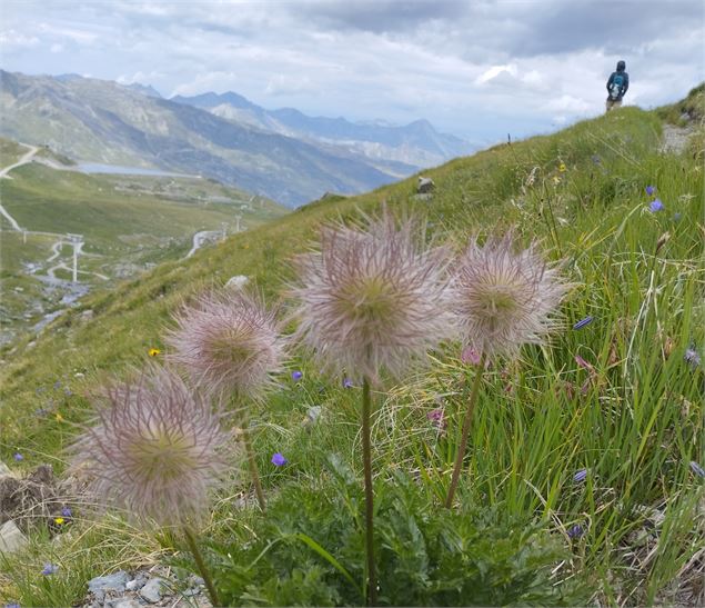 Sortie découverte de la biodiversité - Nancy sur Cluses_Nancy-sur-Cluses - S.Sottora