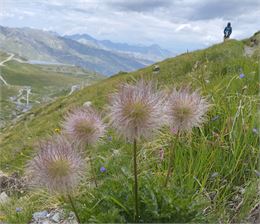 Sortie découverte de la biodiversité - Nancy sur Cluses_Nancy-sur-Cluses - S.Sottora