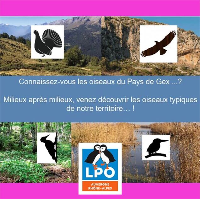 Conférence et sortie : Les oiseaux du pays de Gex - LPO du Pays de Gex