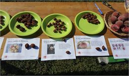 Atelier de greffage et dégustation de pêches de vigne et autres raretés de la saison - ProSpecieRara