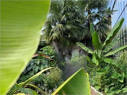 A la découverte de notre jardin jungle - Jardin Botanique de Genève