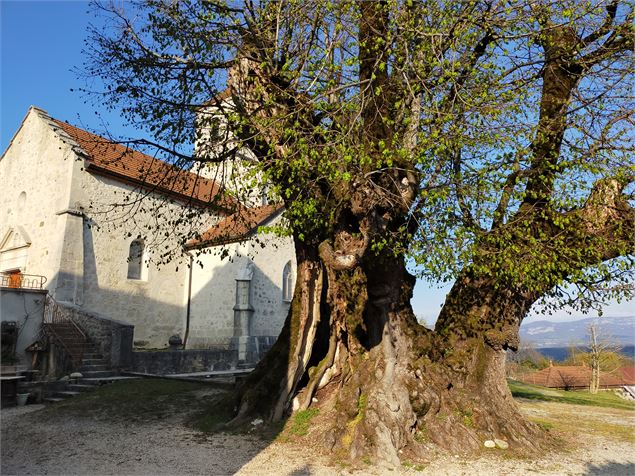 Eglise et tilleul de Villes - Marie Jacques