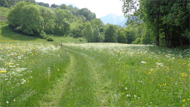 Chemin de passage - ®F.Moutin