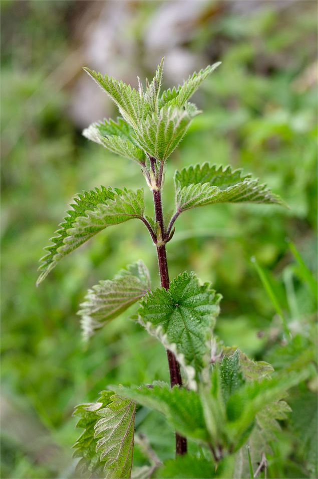 Un pas, une plante, Tissage de Mots - ® -crédit laurenterrigeol (2)