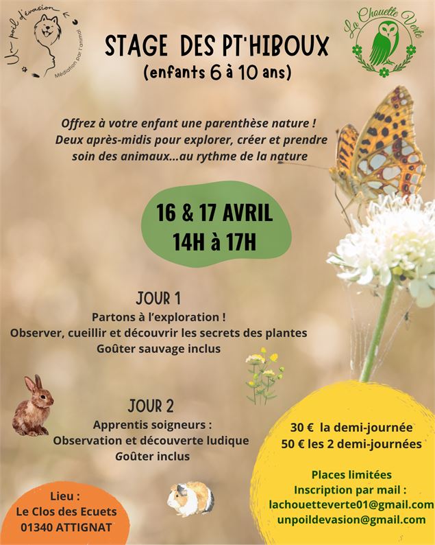 stage nature enfant - lachouette verte