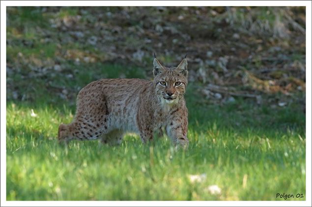 Bienvenue sur le territoire du lynx boréal ! - Polgen 01