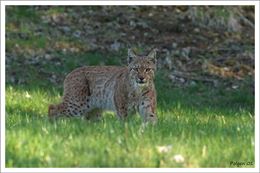 Bienvenue sur le territoire du lynx boréal ! - Polgen 01
